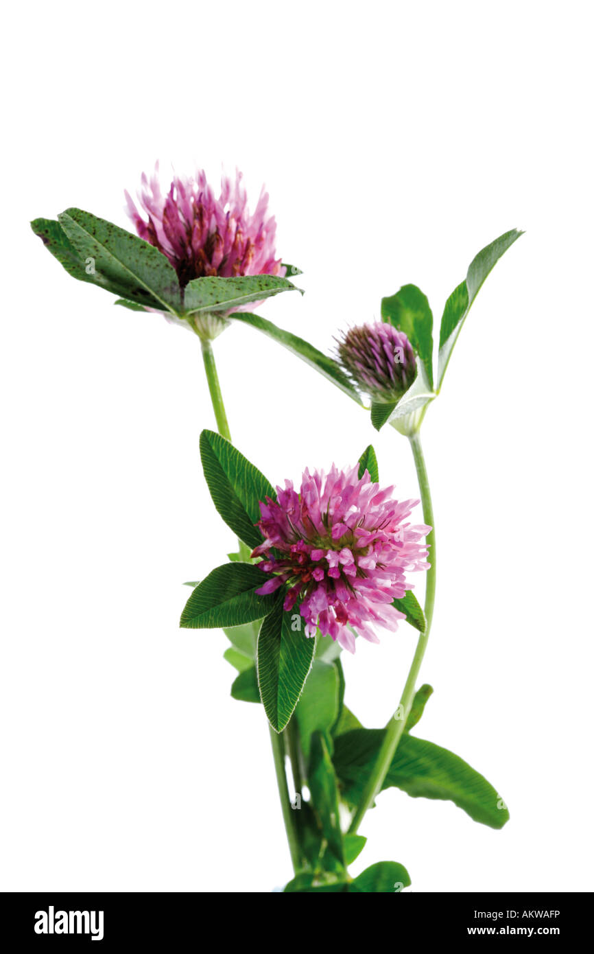 Rotklee (Trifolium Pratense), Nahaufnahme Stockfoto