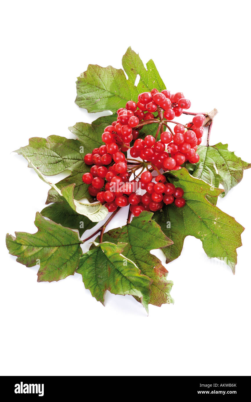 Schneeball Strauch mit Beeren (Viburnum) Stockfoto