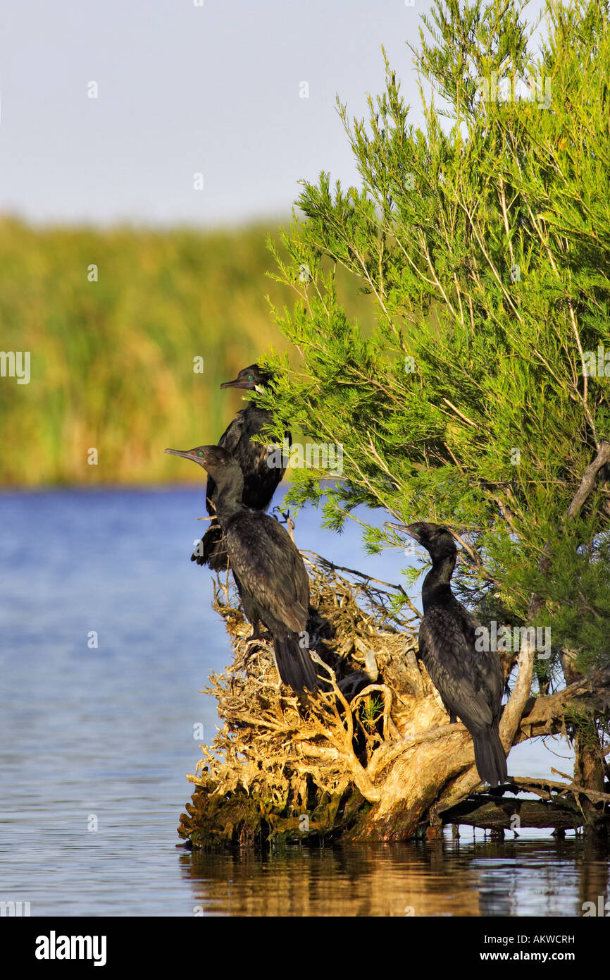 Kleine schwarze Kormorane (Phalacrocorax Sulcirostris) auf der Hirte See, Perth, Western Australia Stockfoto