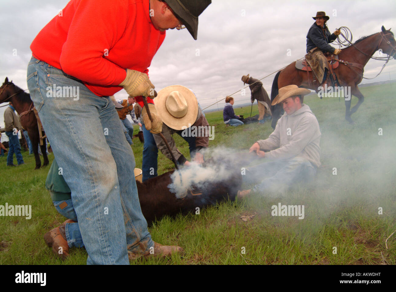 Branding Rinder auf Anmeldung Camp Ranch North Dakota Stockfoto