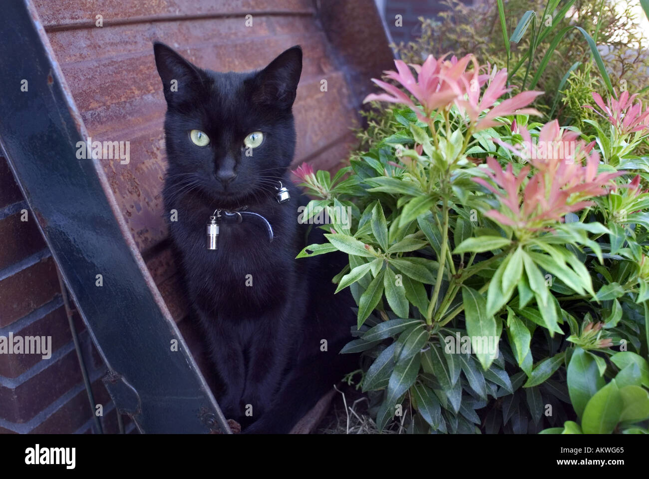 schwarze Katze in einer box Stockfoto