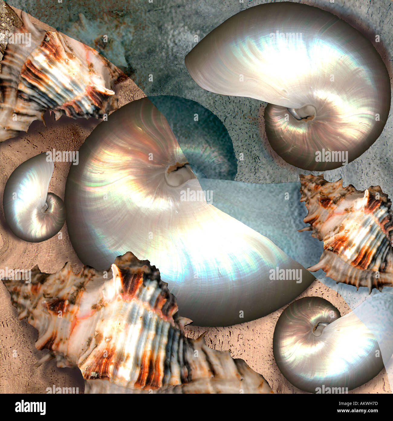 verschiedene Muscheln Nautilus in Gruppe Stillleben Foto illustration Stockfoto