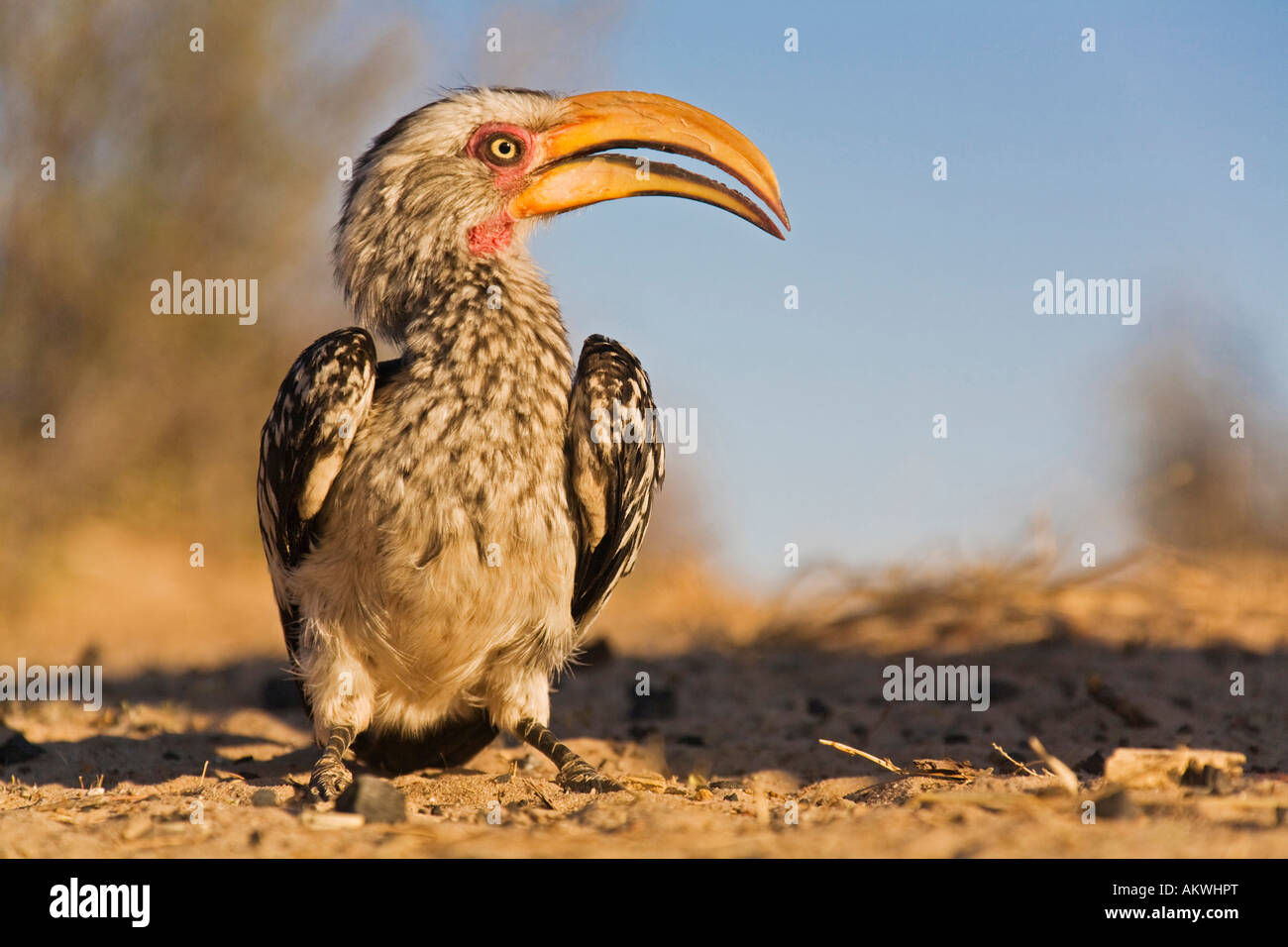 Östlichen gelb-billed Hornbill, close-up Stockfoto