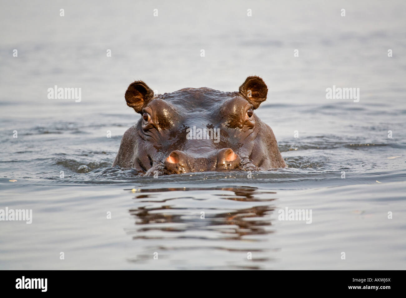 Nilpferd im Wasser, Nahaufnahme Stockfoto