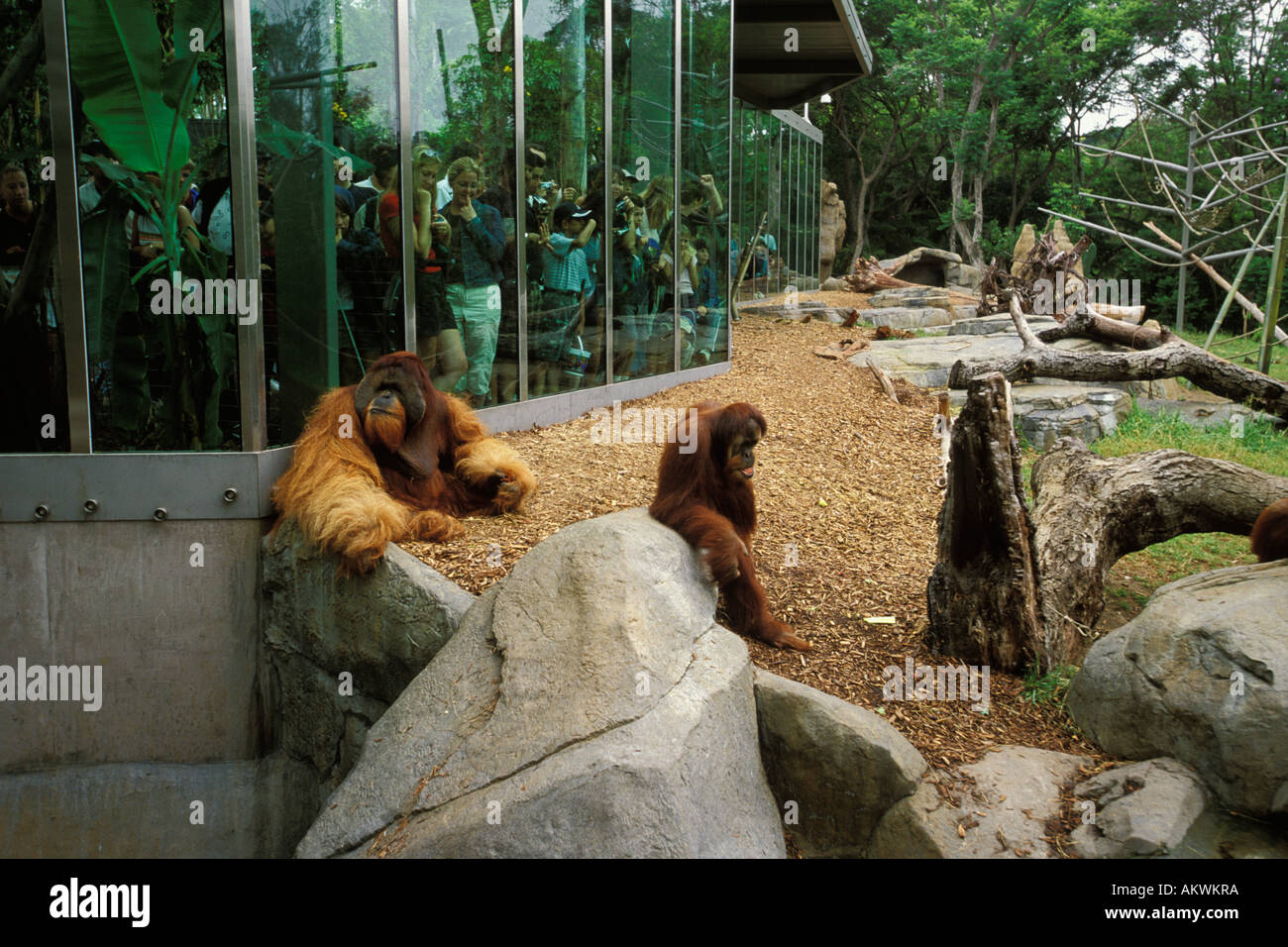 Kalifornien, San Diego Zoo, Orang-Utans und Zoo-Besucher Stockfoto