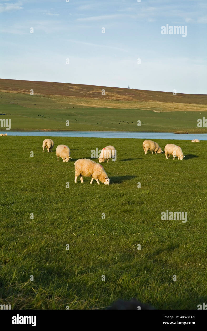 Dh Schafe Schafe aus dem Vereinigten Königreich Beweidung in Feld Orkney Stockfoto