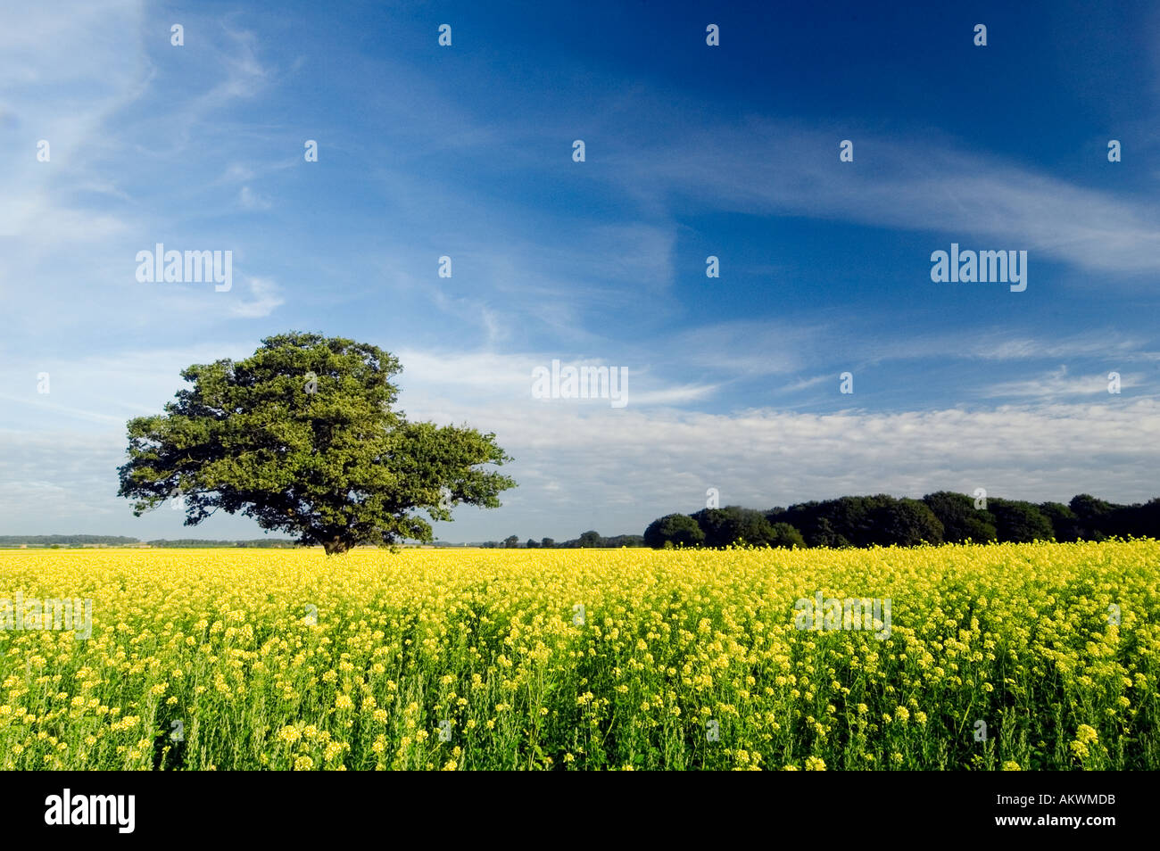 Baum mit Reifen gelben Raps im Vordergrund blaue Himmel sonnig Sonnenaufgang Norfolk England uk Stockfoto