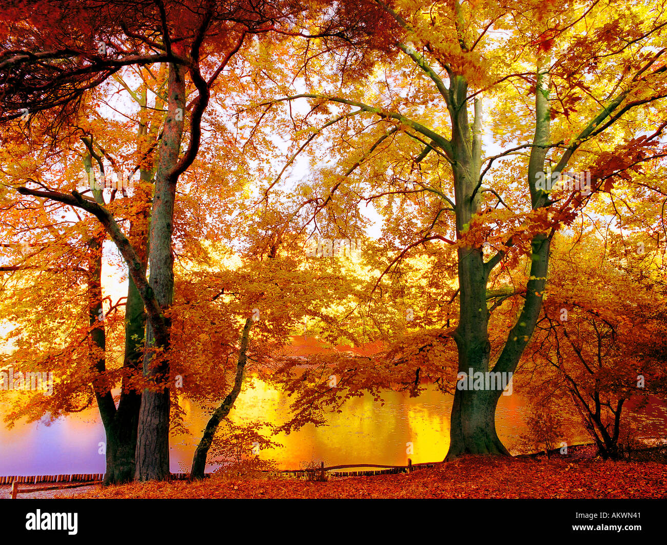 Foto-Illustration Konzept Hintergrundbeleuchtung herbstliche Bäume von See Keston Park Kent England uk Stockfoto