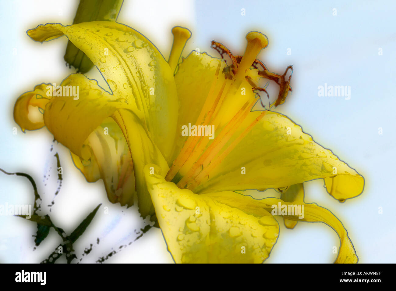 Abbildung Fotokonzept Lillies Libellen Stockfoto
