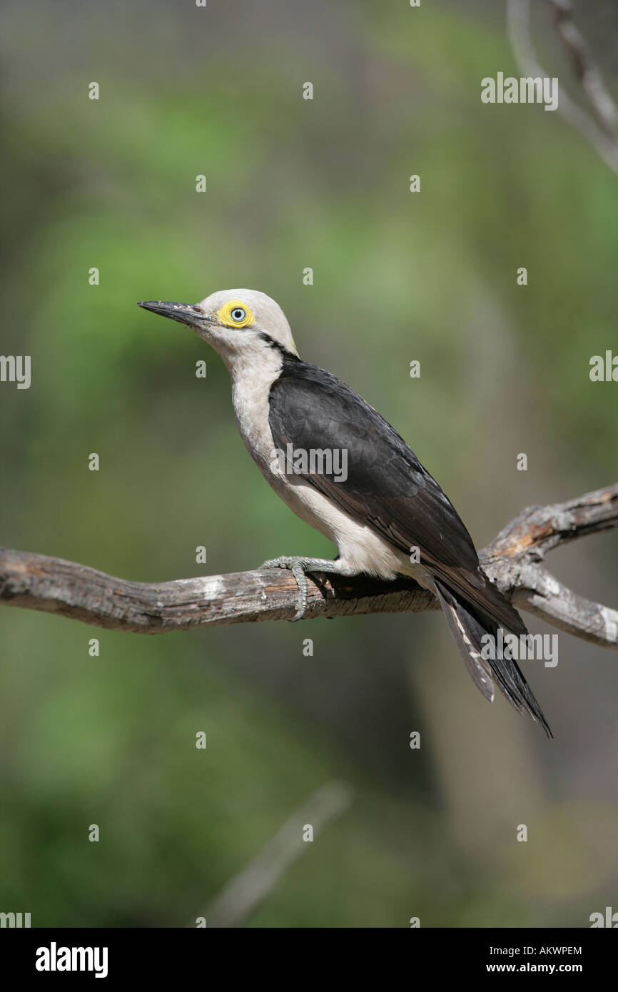 Weiße Spechte Melanerpes Candidus Brasilien Stockfoto