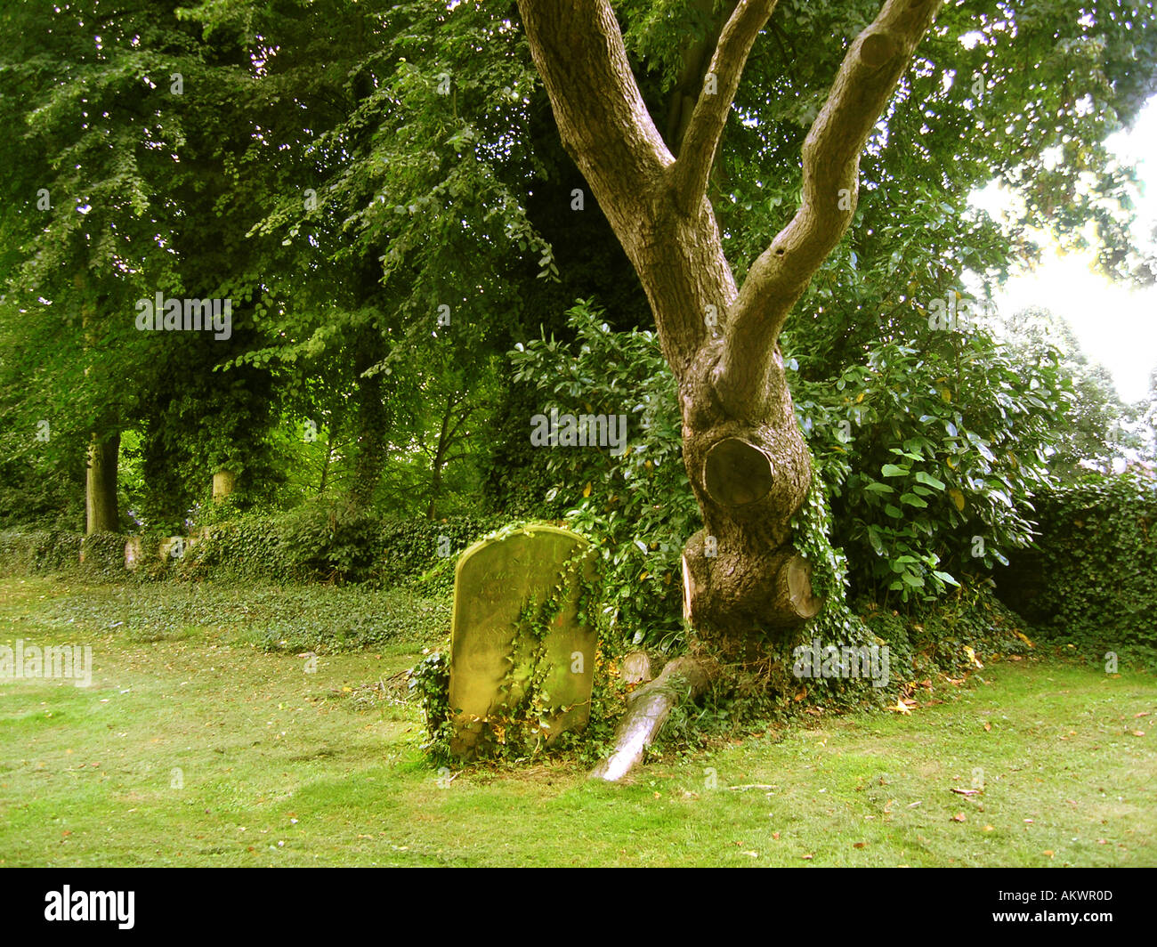 unheimliche einsame Grabstein unter krummen Baum im Kirchhof Canterbury, England Stockfoto
