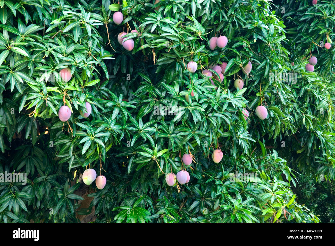 Reife Mangos wachsen am Baum. Stockfoto