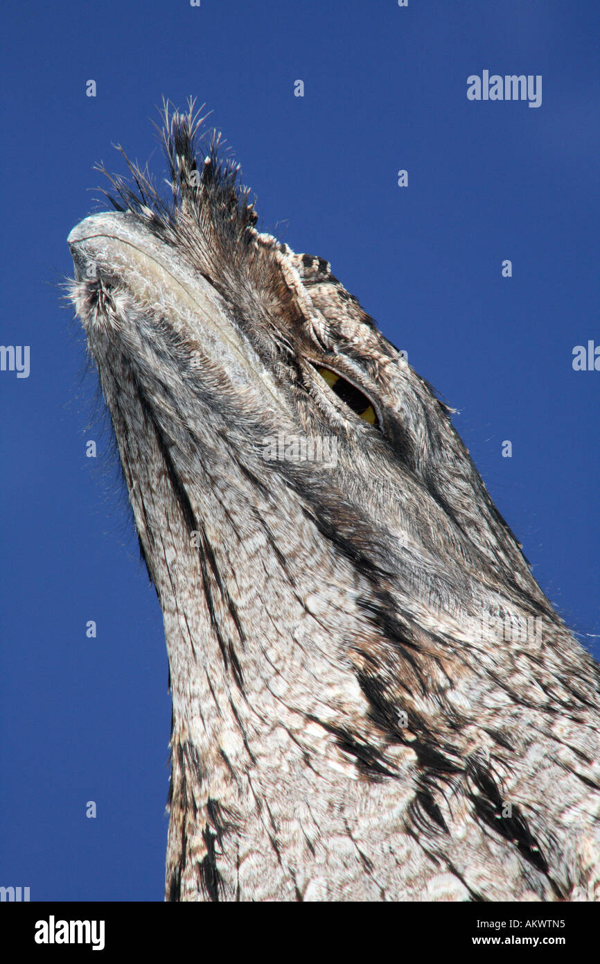 Froschmund, Podargus strigoides. Dieser Froschmund stammt aus Australien. Coffs Harbor, NSW. Stockfoto