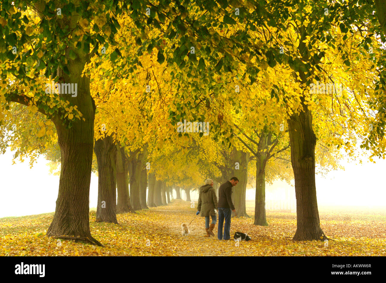 glückliche junge Ehe Wandern mit Hund in den Hyde Park. London Stockfoto