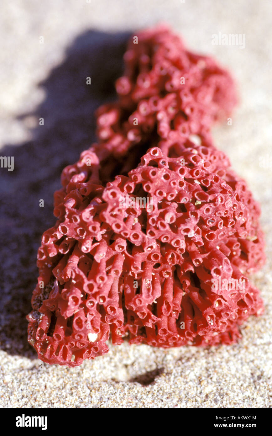 Australien, Western Australia, Kimberley, Rast der Bucht. Roten Pfeifenorgel Koralle (Tubipora Musica) Stockfoto