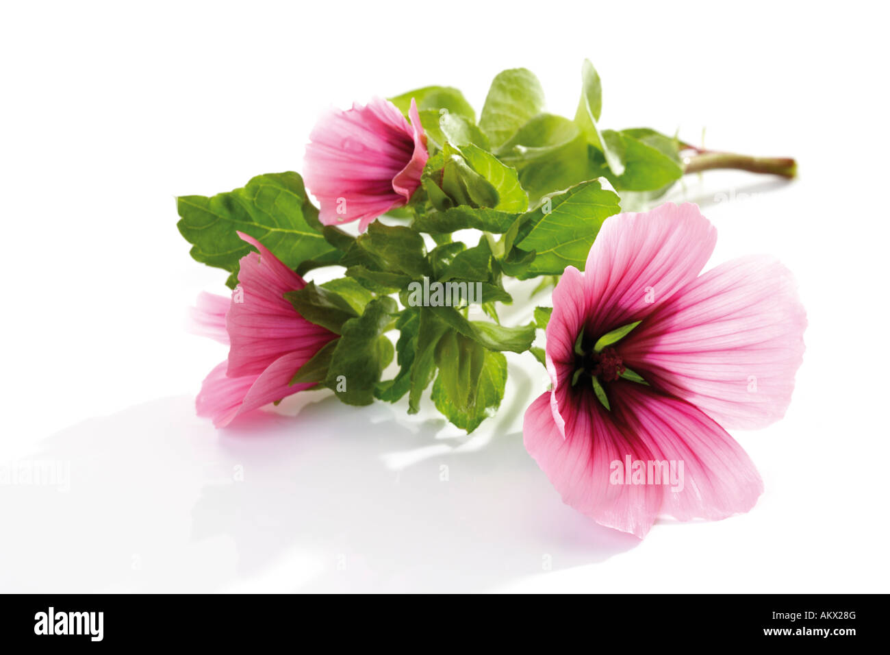 Malve (Malva Silvestris), Nahaufnahme Stockfoto