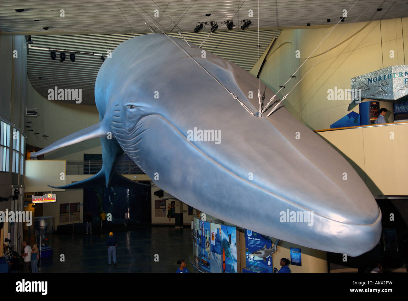 Anzeige eines Modells eines Blauwals in das Aquarium of the Pacific in Long Beach, California, Vereinigte Staaten von Amerika, Nordamerika. Stockfoto