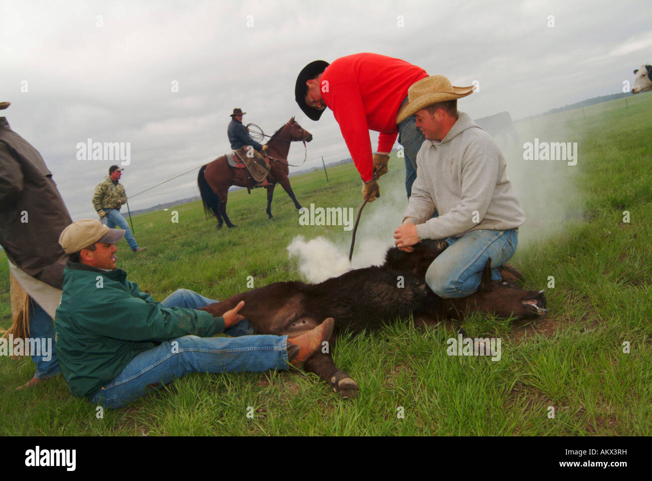Branding Rinder auf Anmeldung Camp Ranch North Dakota Stockfoto