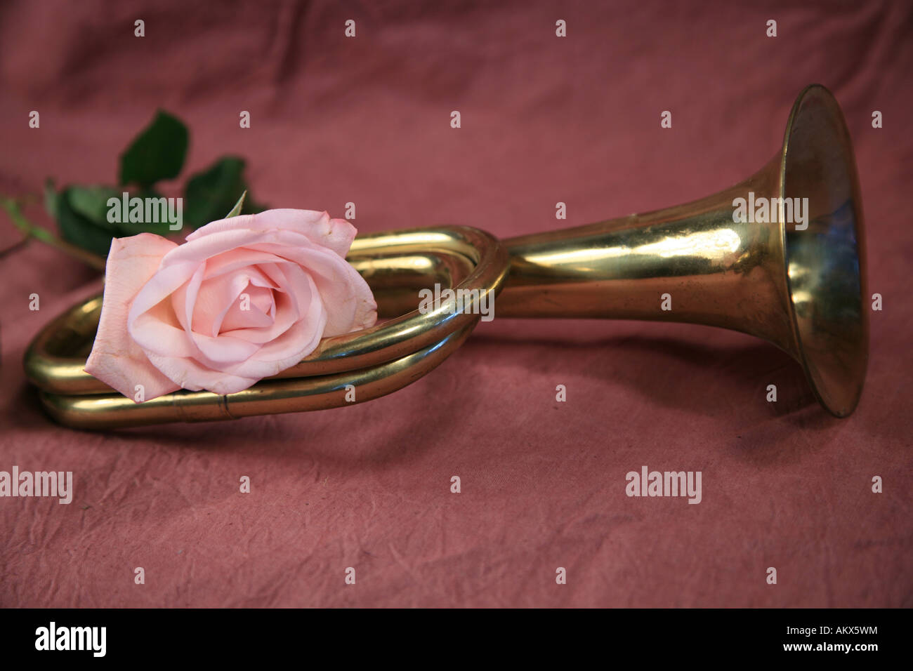 Signalhorn Messing mit rosa Rose auf lila Hintergrund Stockfoto