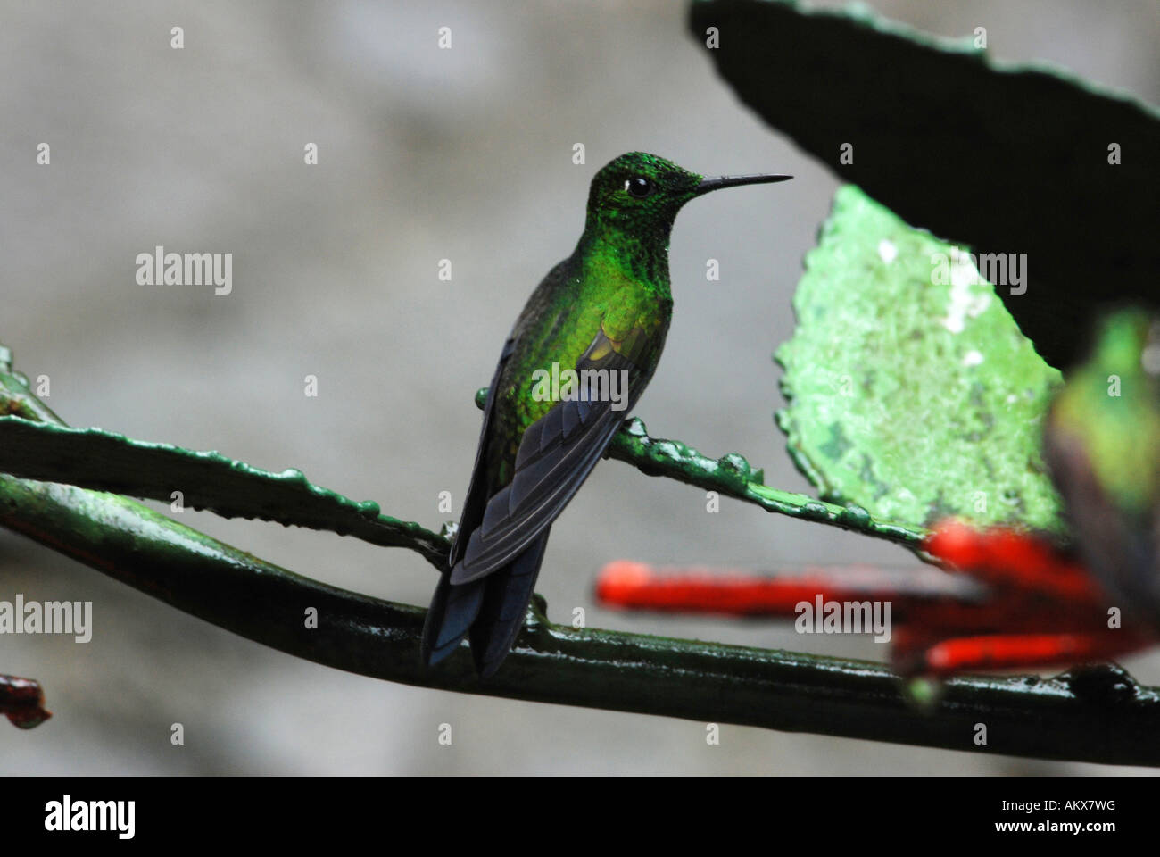 Grün gekrönt brillante Heliodoxa Jacula männlichen Lake Arenal Costa Rica Stockfoto