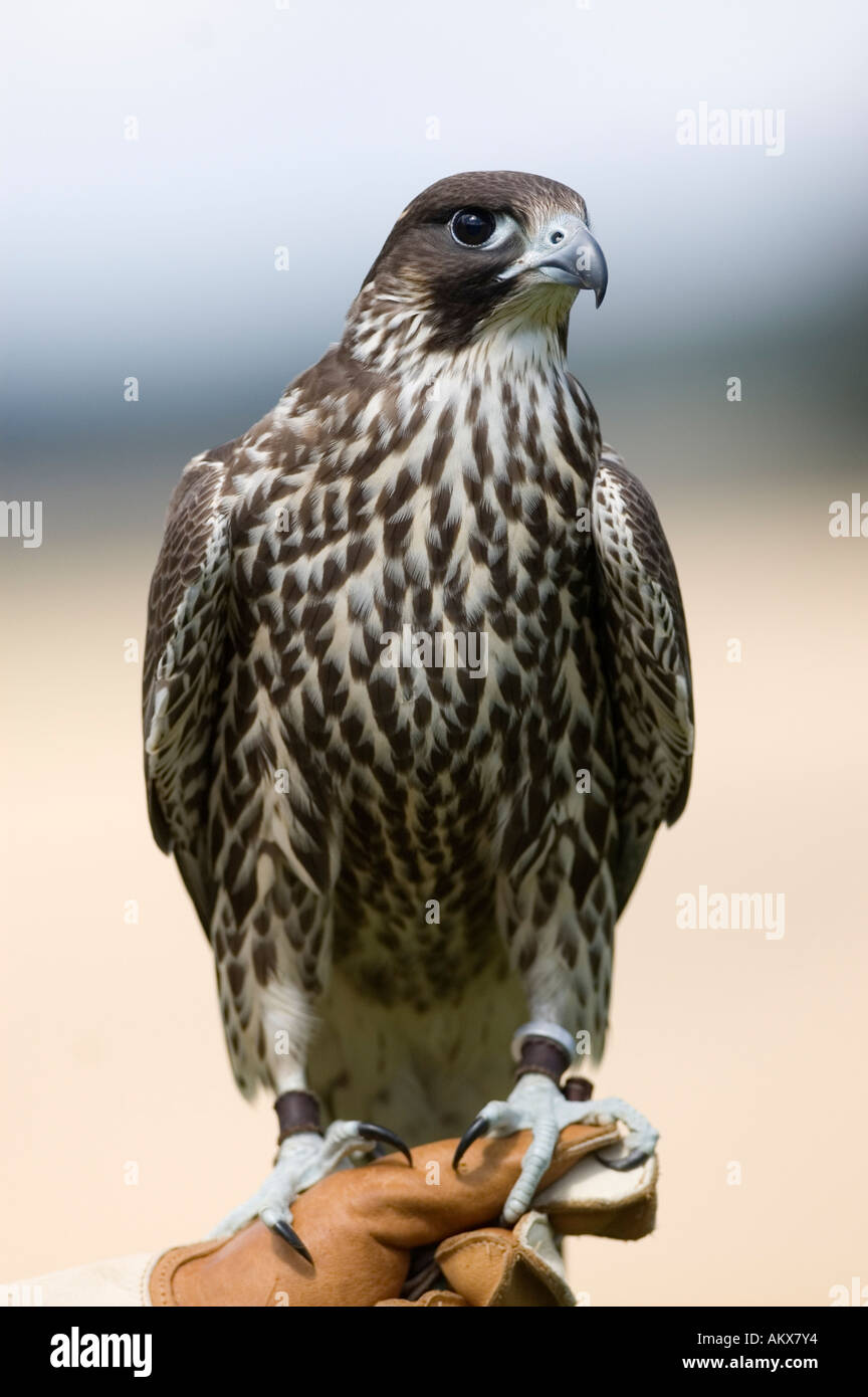 Falcon an Hand von einer Falknerei, Falco hybrid Stockfoto