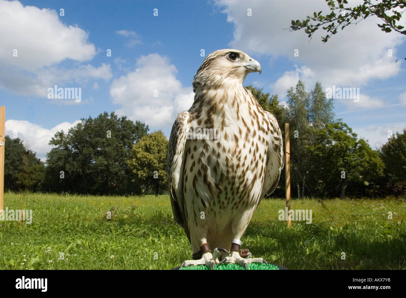 Falke, Falco hybrid Stockfoto