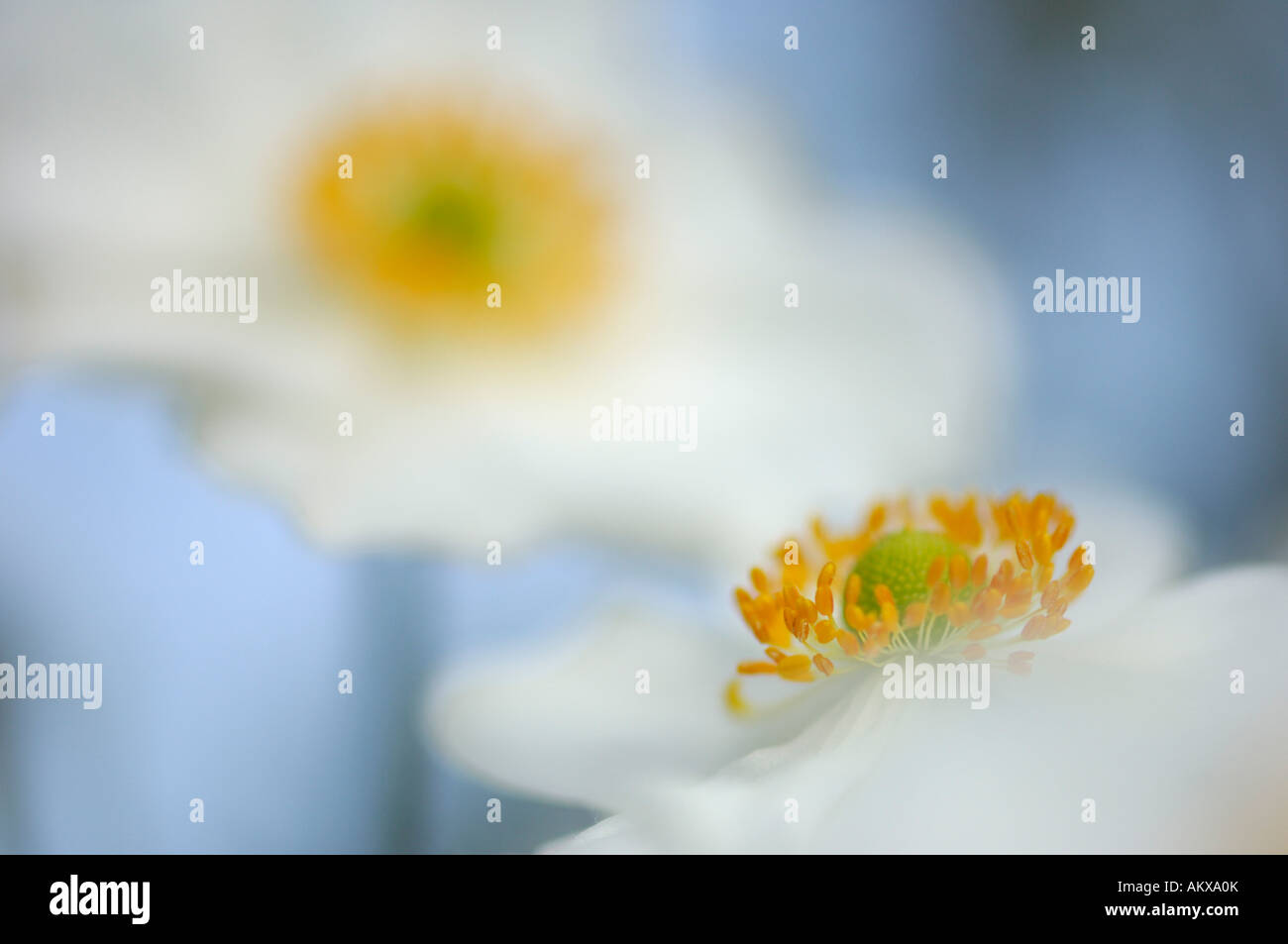 Anemone Japonica, close-up Stockfoto