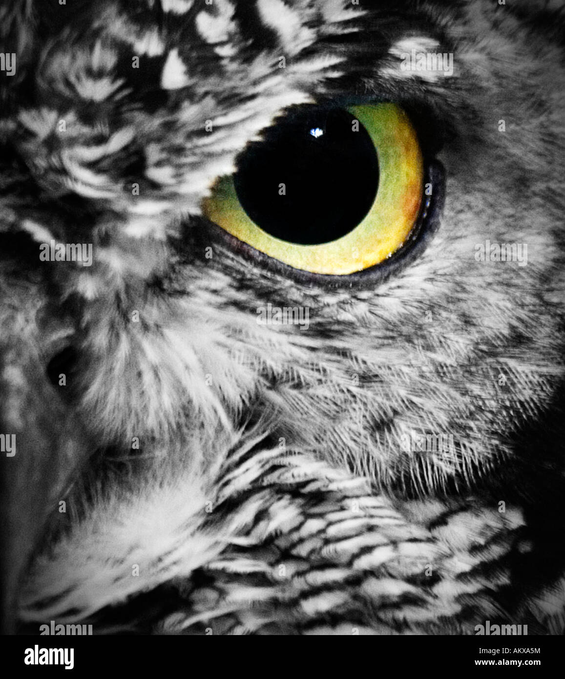 Eule Auge, Raubvogel Stockfoto