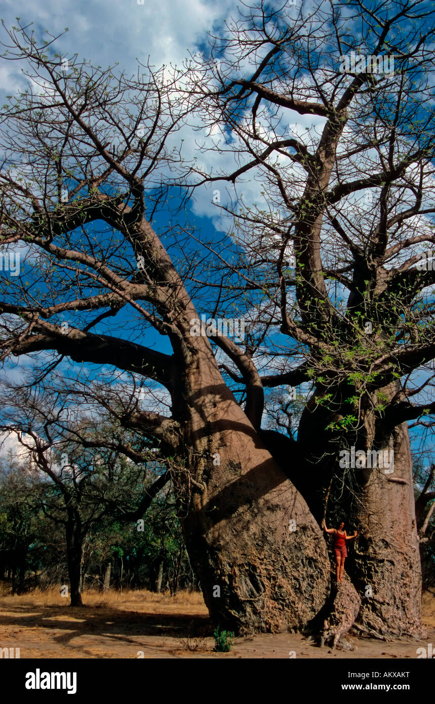 Tausend Jahre alten Affenbrotbaum (Adansonia digitata), Größe Vergleich mit menschlichen, Grootfontein, Namibia, Afrika Stockfoto