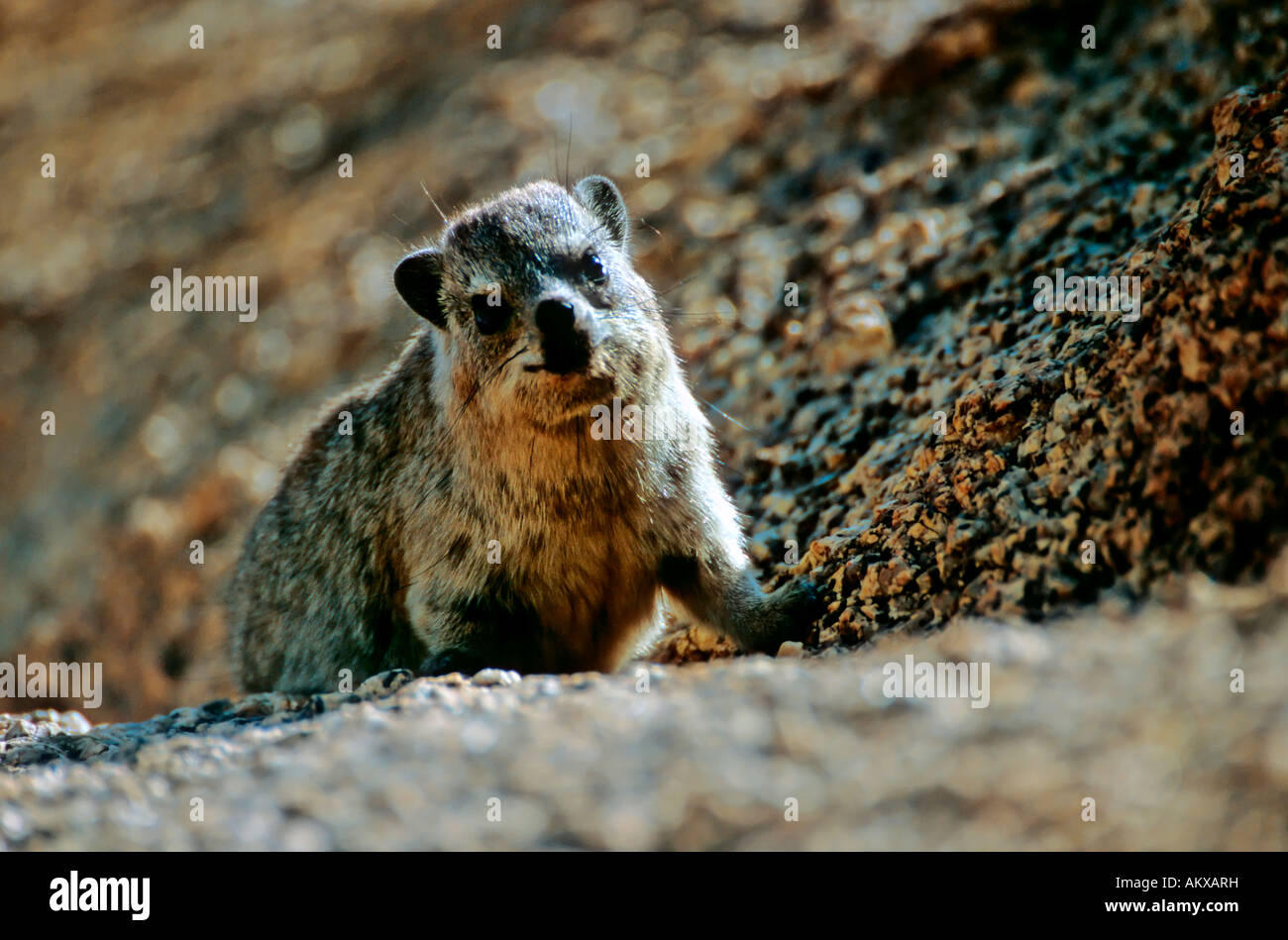 Amerikanische Pika Warnung Artgenossen durch Pfeifen Stockfotografie - Alamy