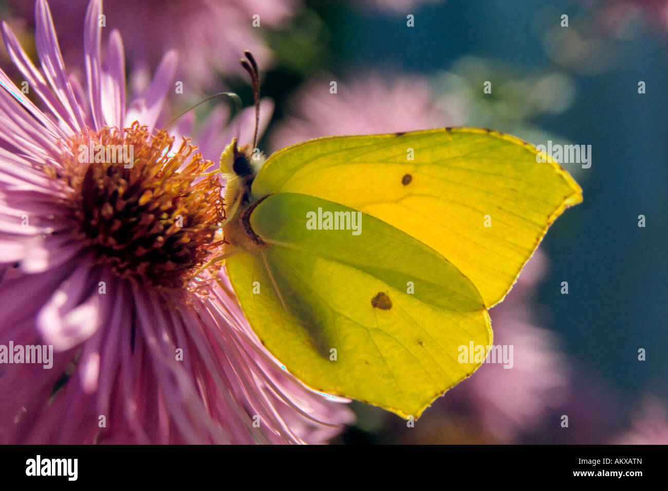 Männlichen Zitronenfalter (Gonepteryx Rhamni) Konsum von Nektar aus einer Blume Stockfoto