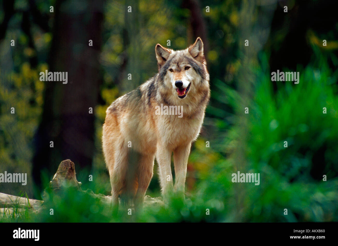 Timberwolf. Stockfoto