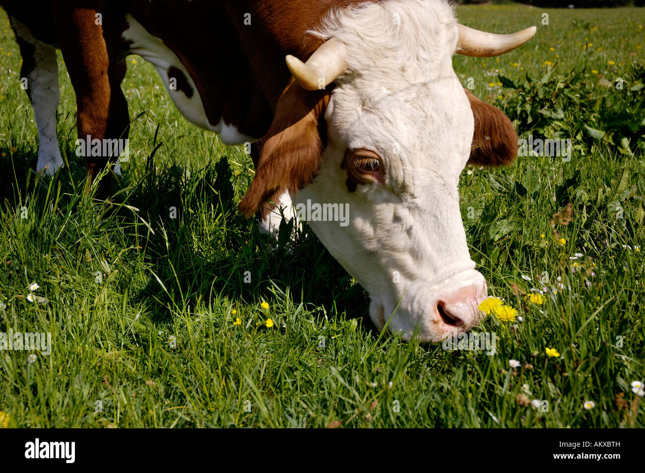 Kuh frisst grass Stockfoto