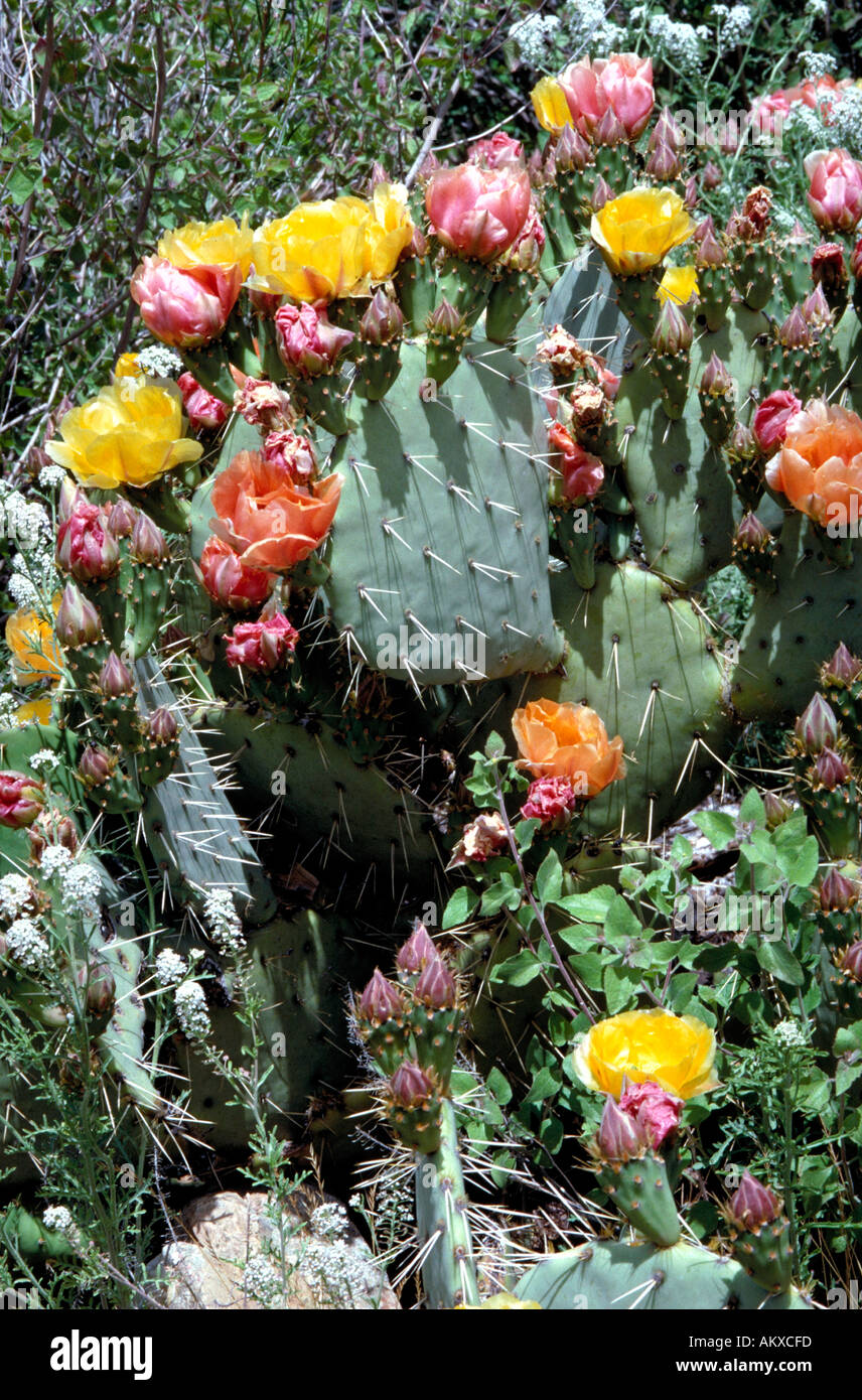 Prickly Pear Cactus Opuntia Kaktus in verschiedenen Stadien der Blüte mit Western Peppergrass Lepidium Montanum im Vordergrund. Stockfoto