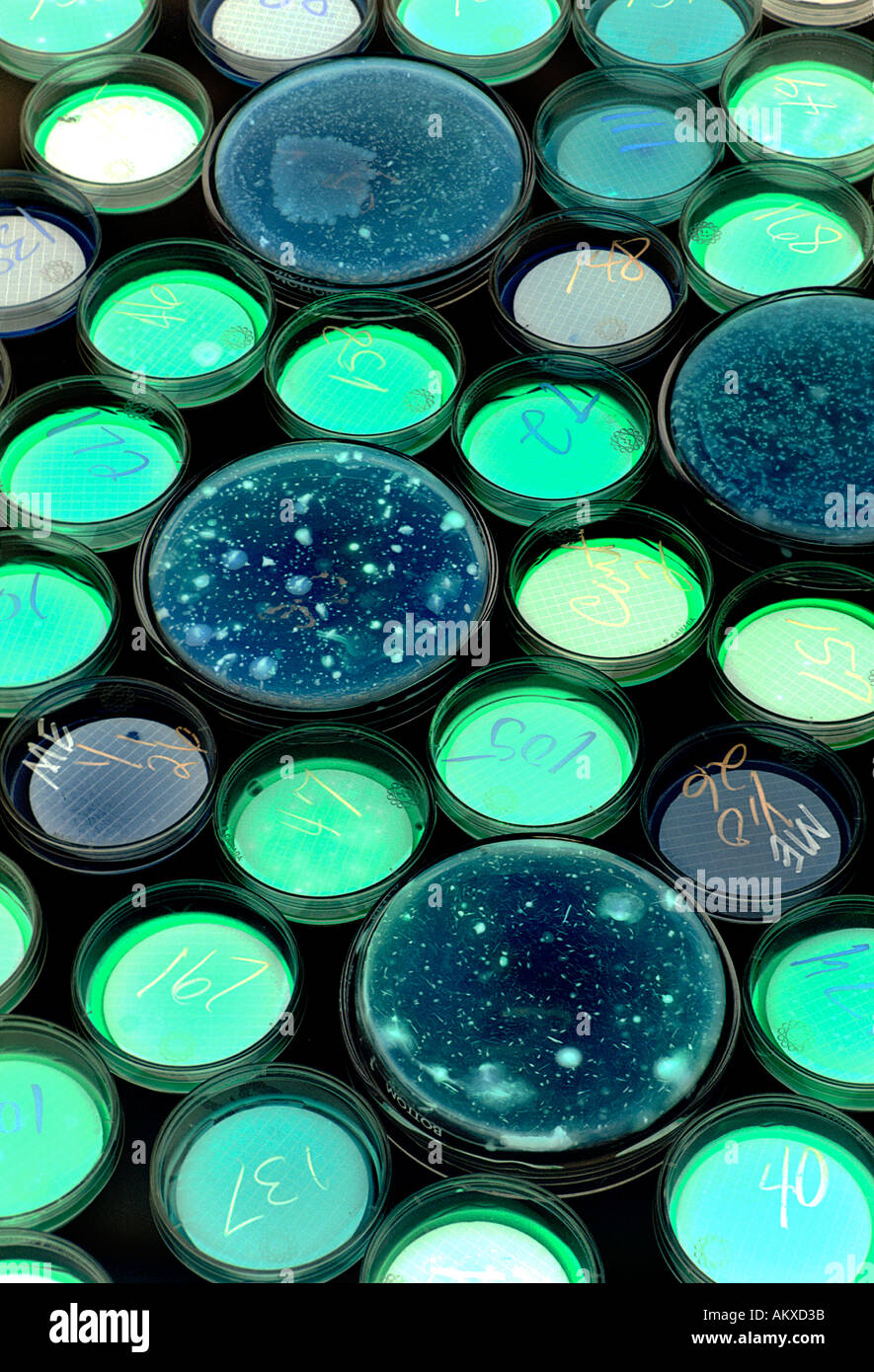 Coliforme Bakterien wachsen in Petrischalen coliforme Bakterien wachsen in Petrischalen Stockfoto
