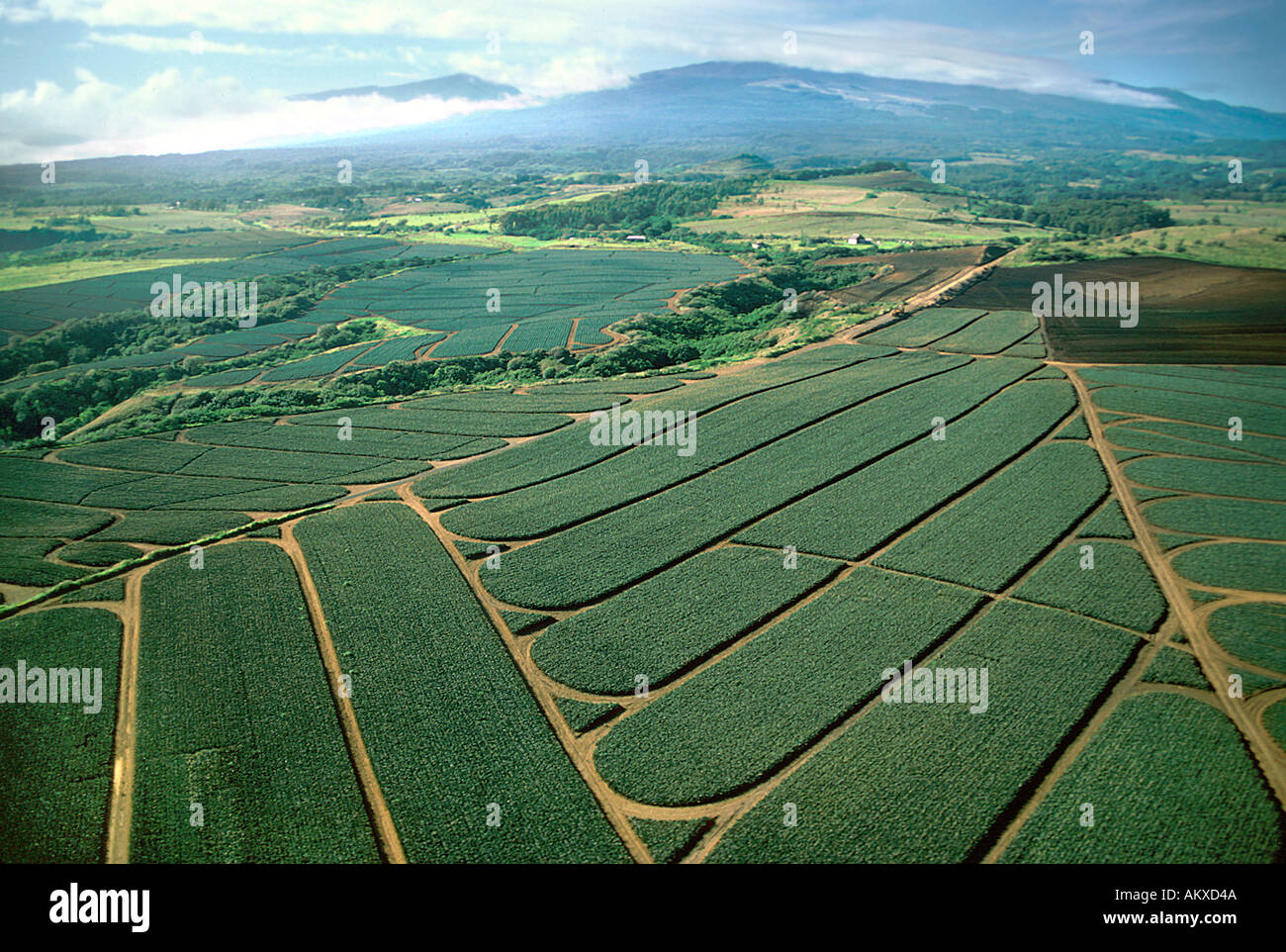 Ananasplantagen wachsenden Antenne Landwirtschaft Maui Maui Hawaii USA Stockfoto