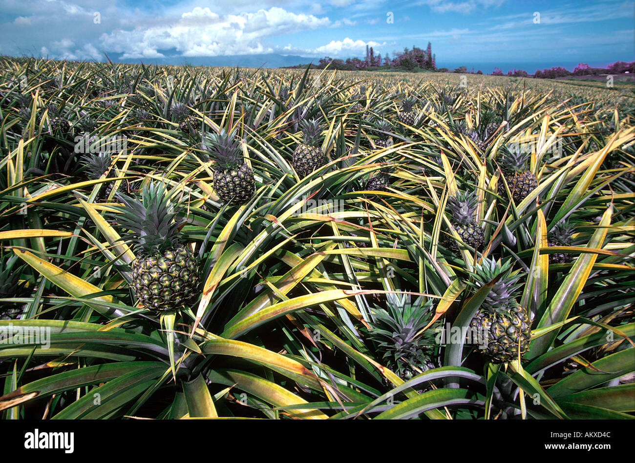 Ananas wachsen Ananas Feld Landwirtschaft Hawaii USA Stockfoto