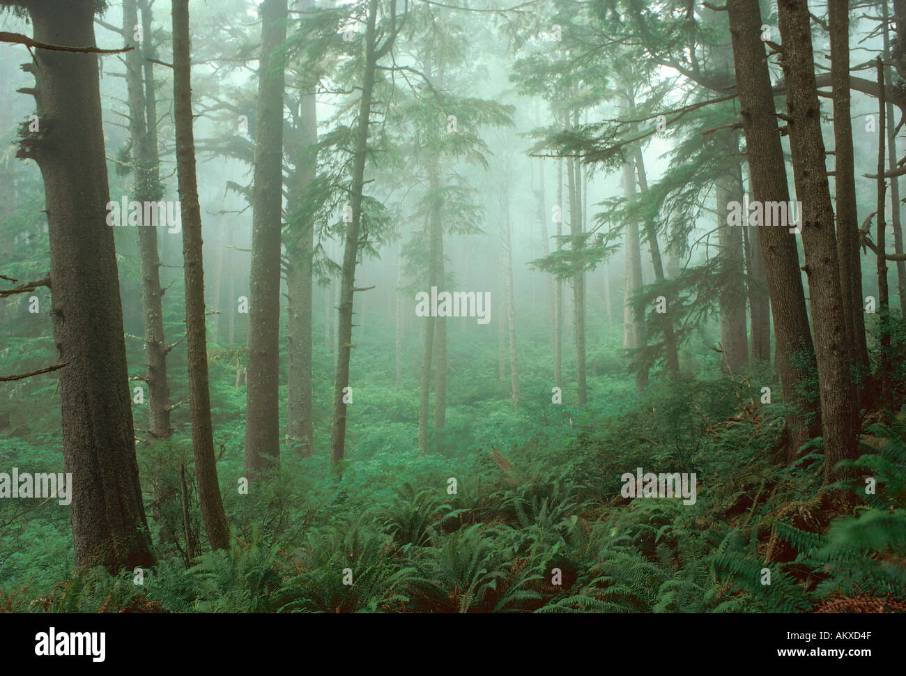 Rain Forest Cape Enttäuschung Olympic Nationalpark Washington Washington USA Wald Stockfoto