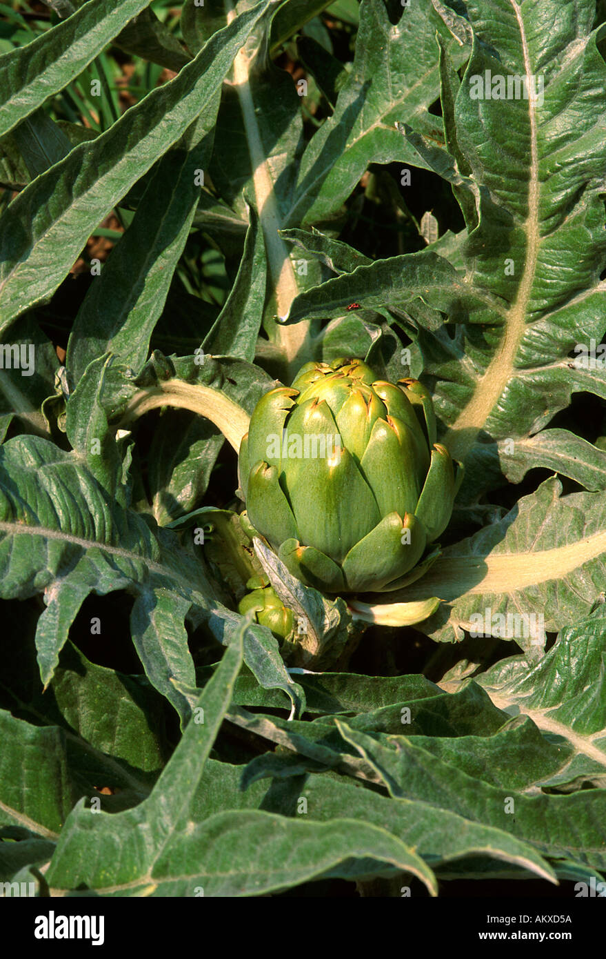 Artischocke-Garten Produkte Stockfoto