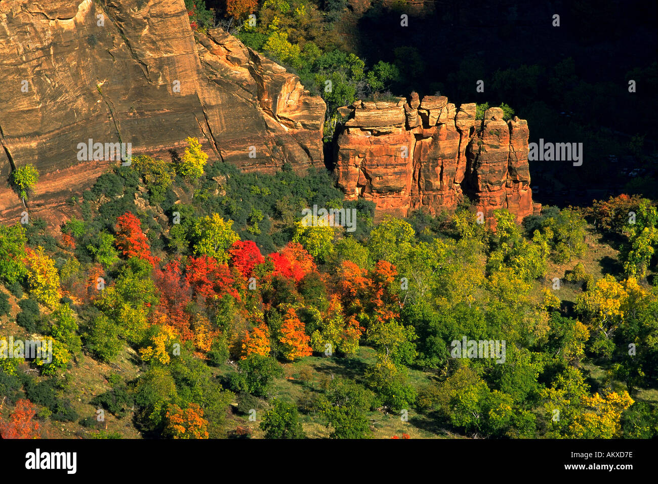 Farben des Herbstes auf Angel es Landing im Zion Nationalpark, Utah aus betrachtet. Stockfoto