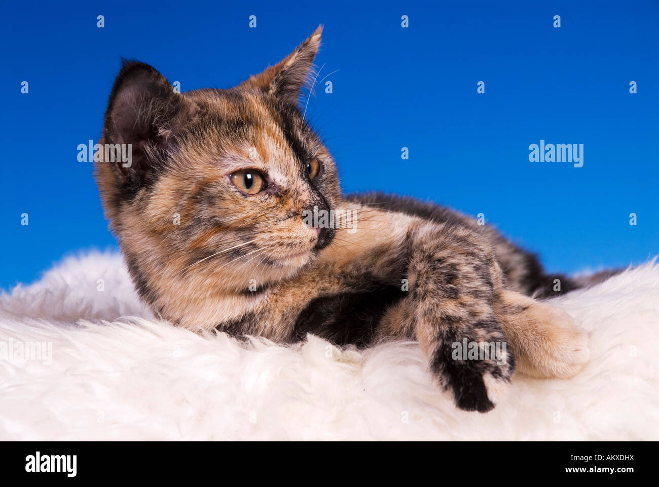 4 Monate Alte Katze Größe Gluckskatze katze -Fotos und -Bildmaterial in hoher Auflösung – Alamy