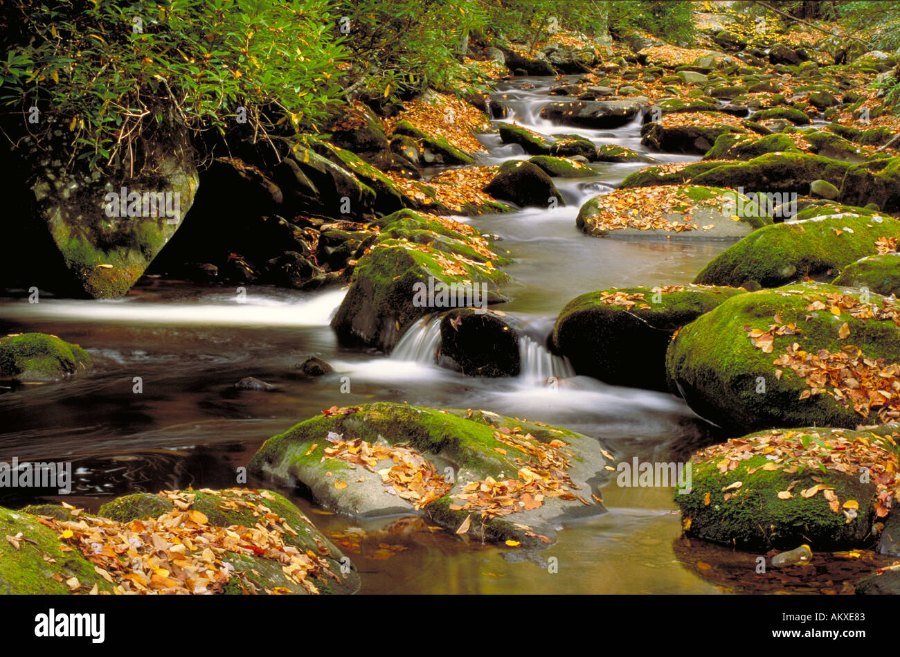 Gebirgsbach fließt über Moos bedeckt Felsen dekoriert mit goldenen gelben Herbstlaub. Stockfoto