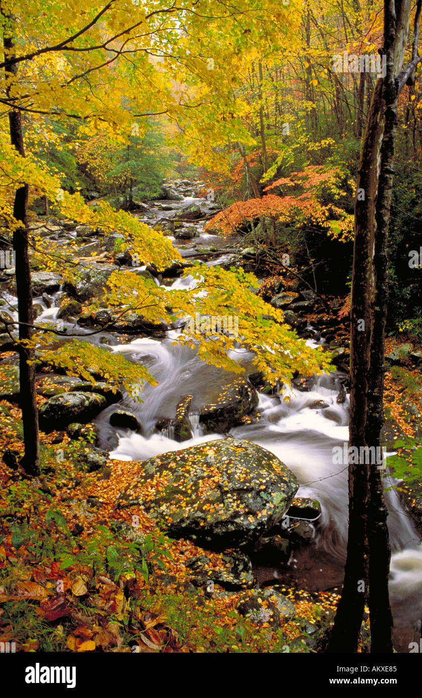 Gebirgsbach fließt über Bäume im Herbst, Cades Cove, Tennessee Stockfoto
