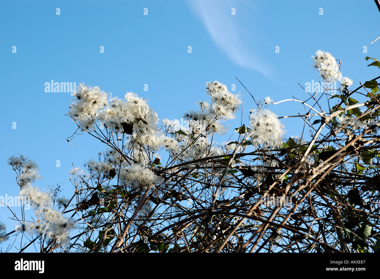 Clematis Old Mans Bart wild in England Hampshire UK Vereinigtes Königreich England Vereinigtes Königreich Stockfoto