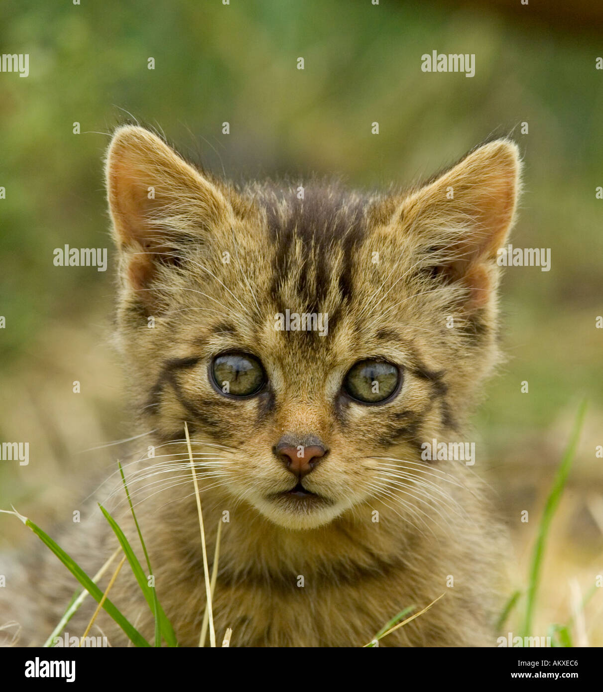 Schottische Wildkatze Katze Felis silvestris Stockfoto