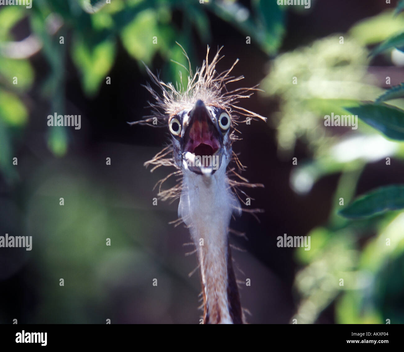 Louisiana Reiher Egretta Tricolor eingebettet komisch aussehen durch Daunenfedern auf Kopf Stockfoto