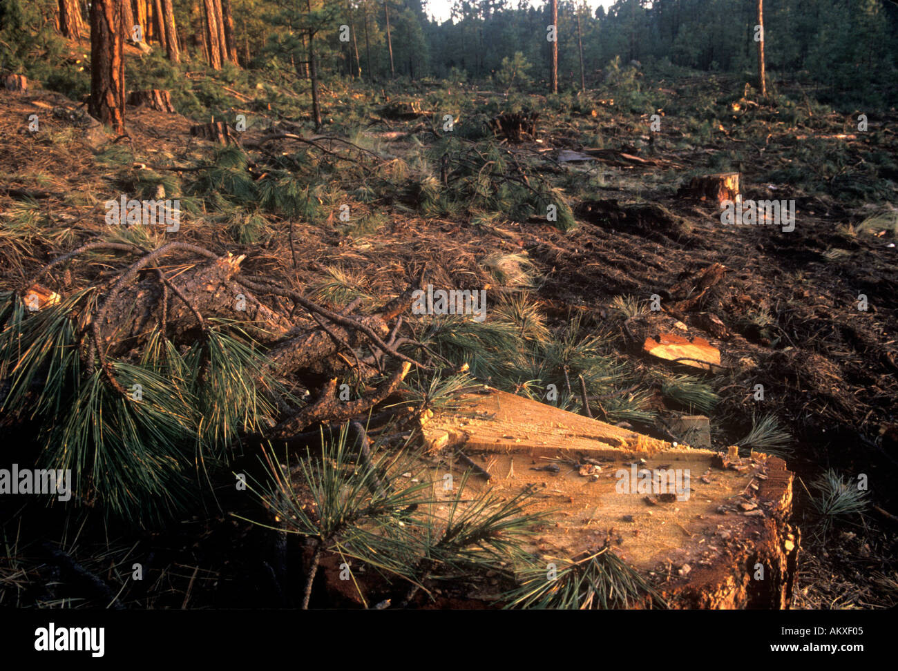 Stümpfen der Gelb-Kiefer Pinus Ponderosa Santa Fe National Forest Stockfoto