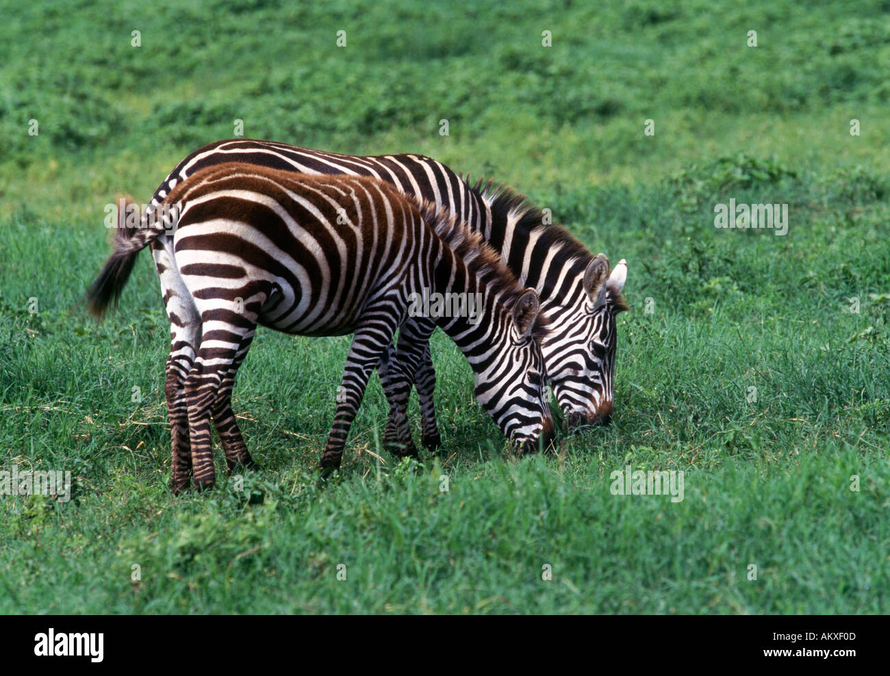 Zebras Fütterung im Tandem, Tansania, Afrika Stockfoto