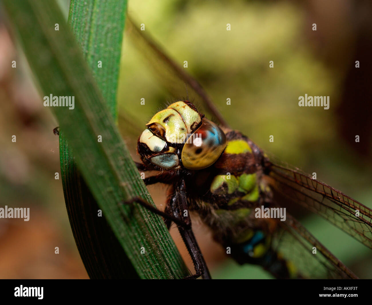 Südlichen Hawker (Aeshna Cyanea), Männlich Stockfoto