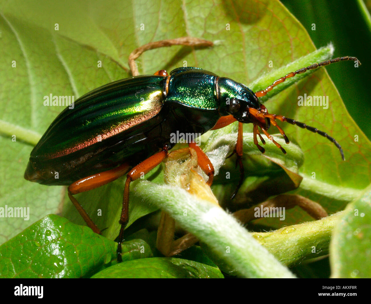 Goldenen Boden Käfer (Carabus Auratus) Stockfoto